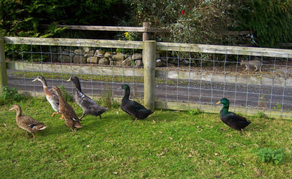 Valley Only Gasthof Claremorris